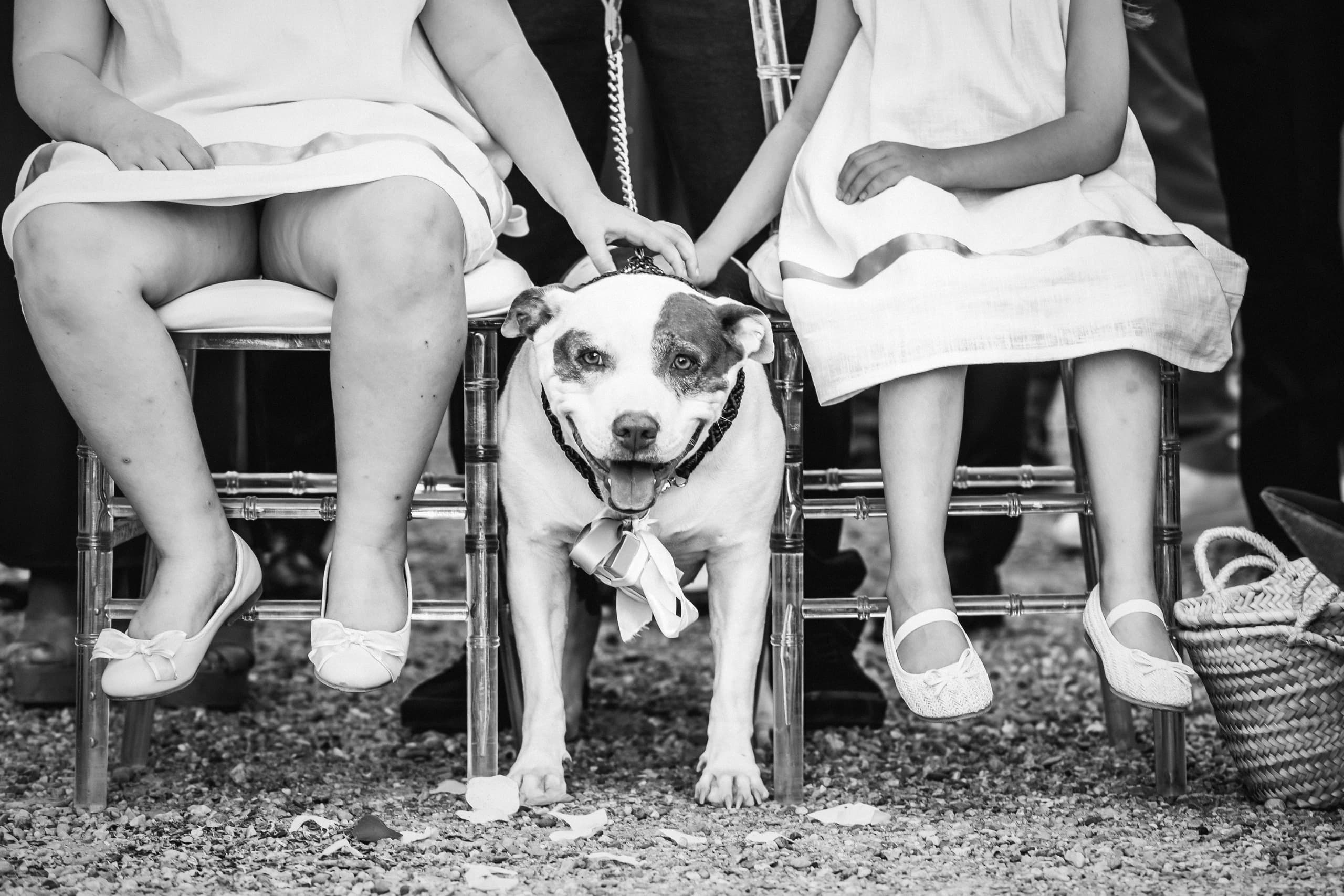 Un perro tumbado bajo las sillas de la ceremonia, entre los pies de los invitados, en blanco y negro